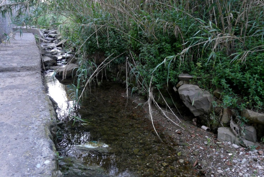 Rio Salivoli (Piombino) - rospi smeraldini in citt!